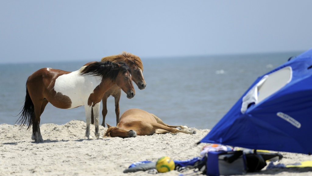 Assateague Island National Seashore Maryland