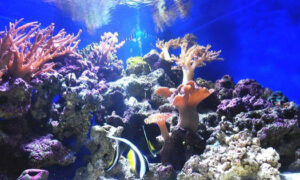 Best Aquarium in the World