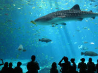 Biggest Aquarium in US