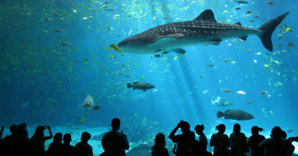 Biggest Aquarium in US