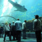 Biggest Aquarium in the world