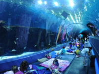 Kids Travel in Atlanta Aquarium