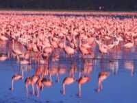 Beautiful Lake Nakuru Kenya