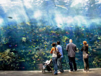 Pretty Good Georgia Aquarium