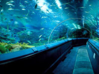 Shanghai Ocean Most Popular Aquarium