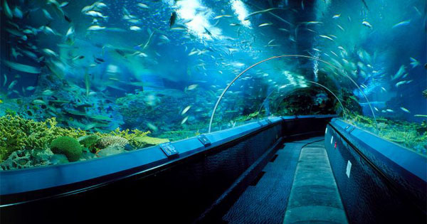 Shanghai Ocean Most Popular Aquarium