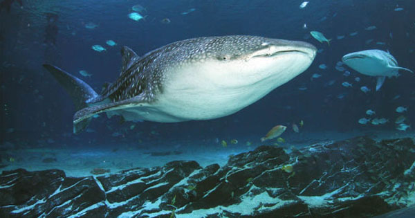 Whale sharks exhibited Aquarium