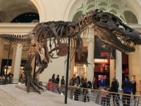 Visit the Field Museum in Chicago